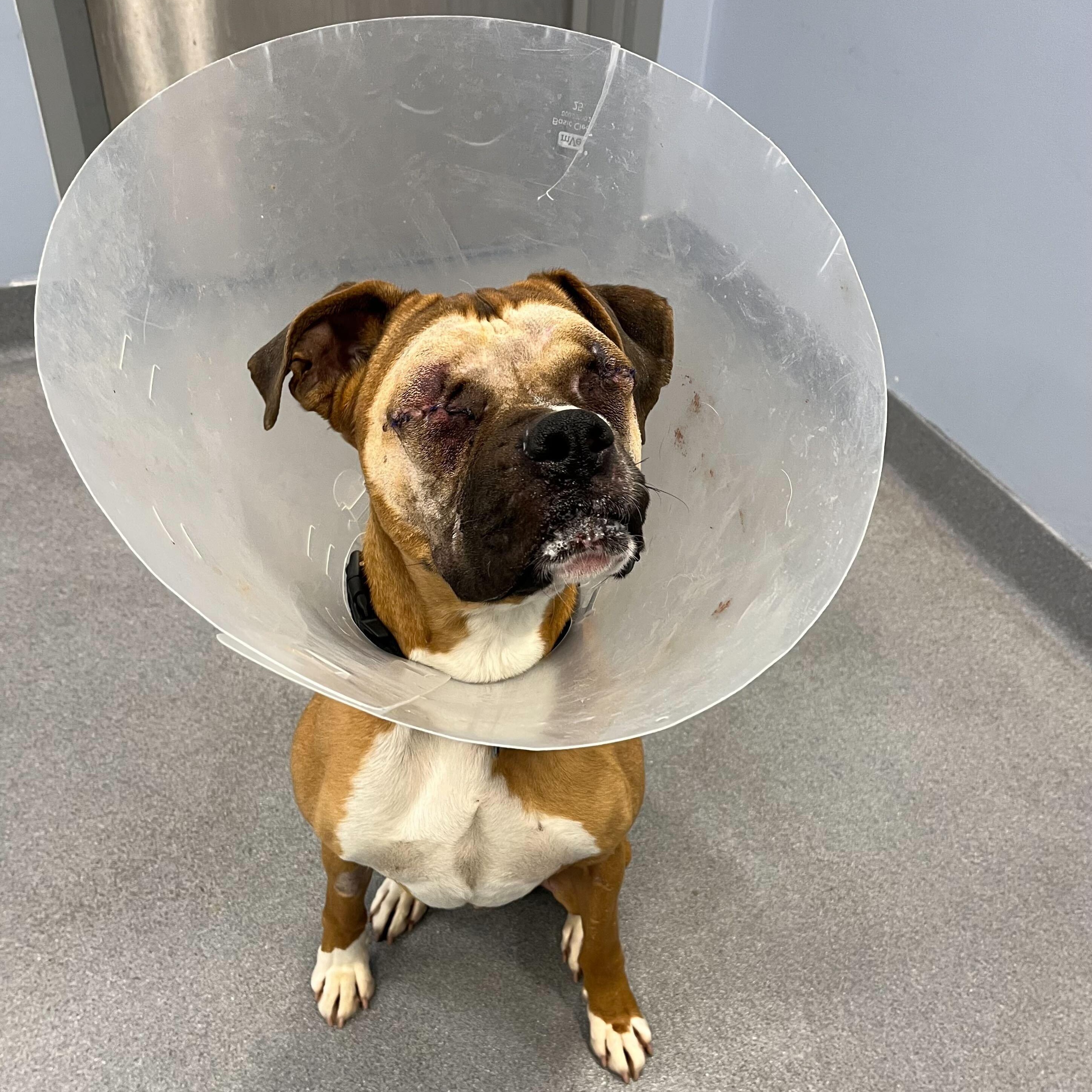 Buckley, ADOPTABLE, Adult Male Boxer.