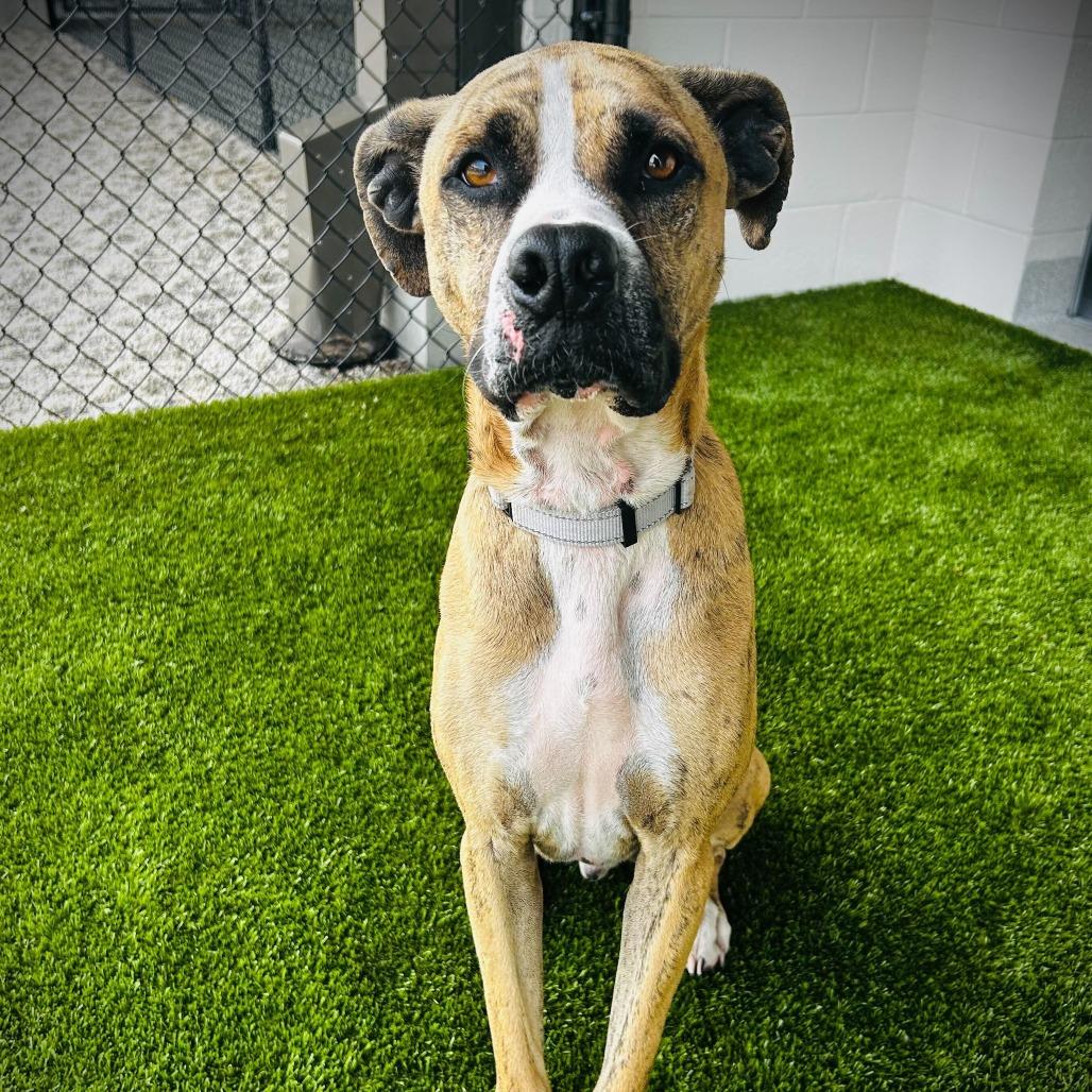 Tucker, Adoptable, Adult Male Mixed Breed & Mixed Breed.
