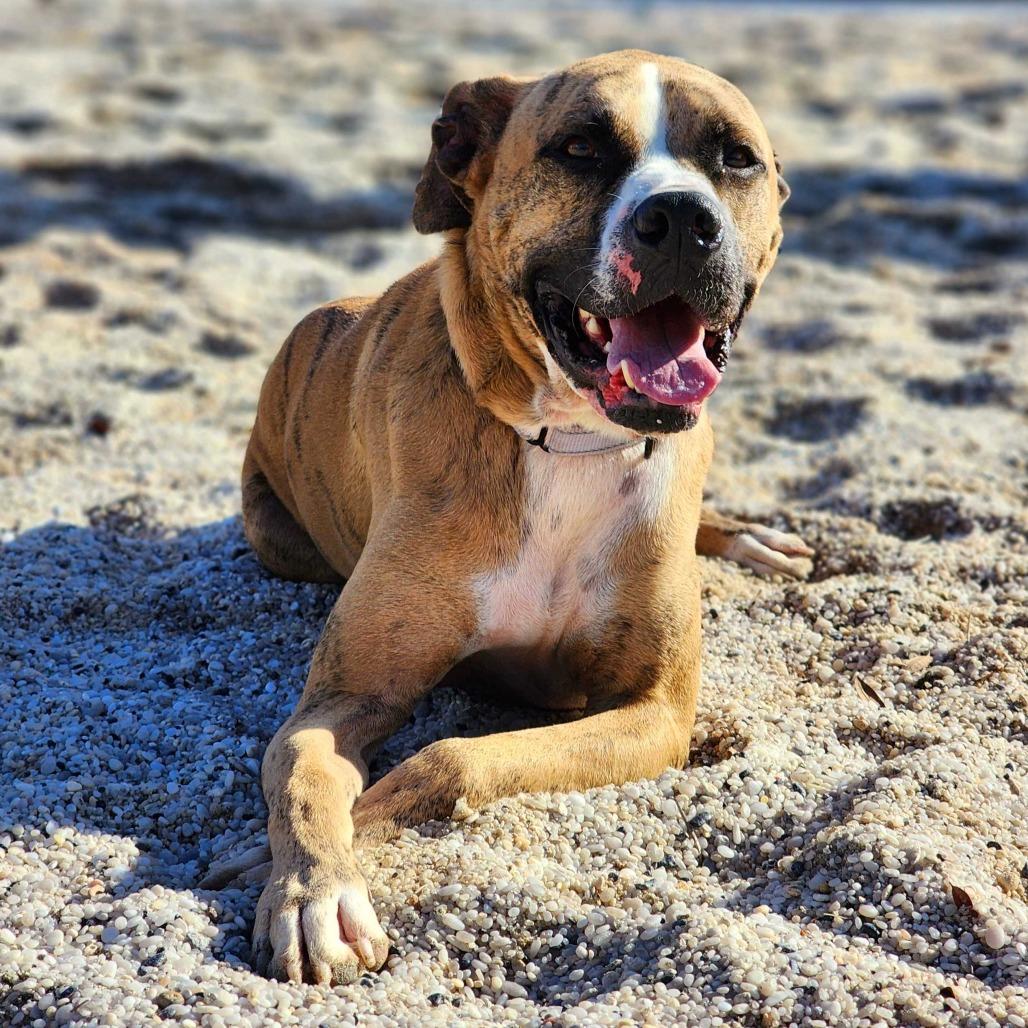 Enlarge Tucker, a Adoptable mixed breed in Englewood, FL image 2/6