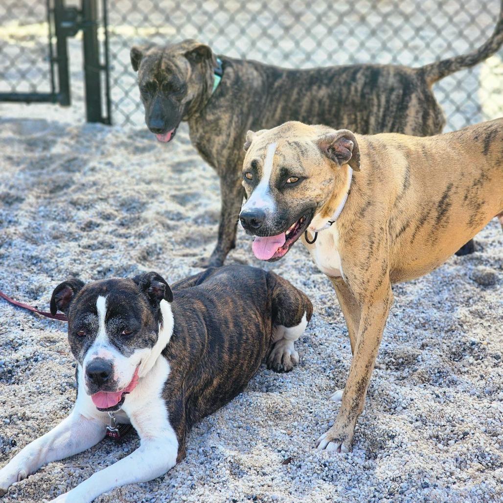 Enlarge Tucker, a Adoptable mixed breed in Englewood, FL image 3/6