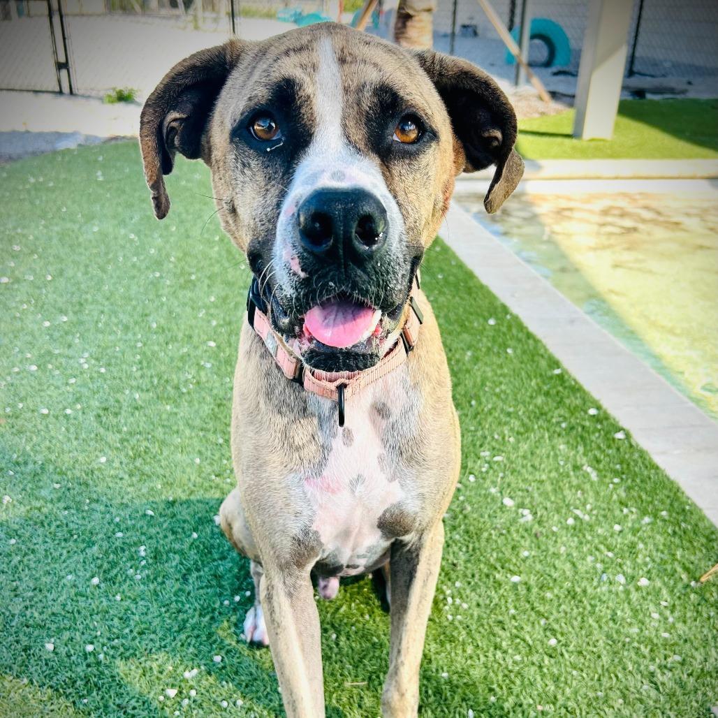 Enlarge Tucker, a Adoptable mixed breed in Englewood, FL image 4/6