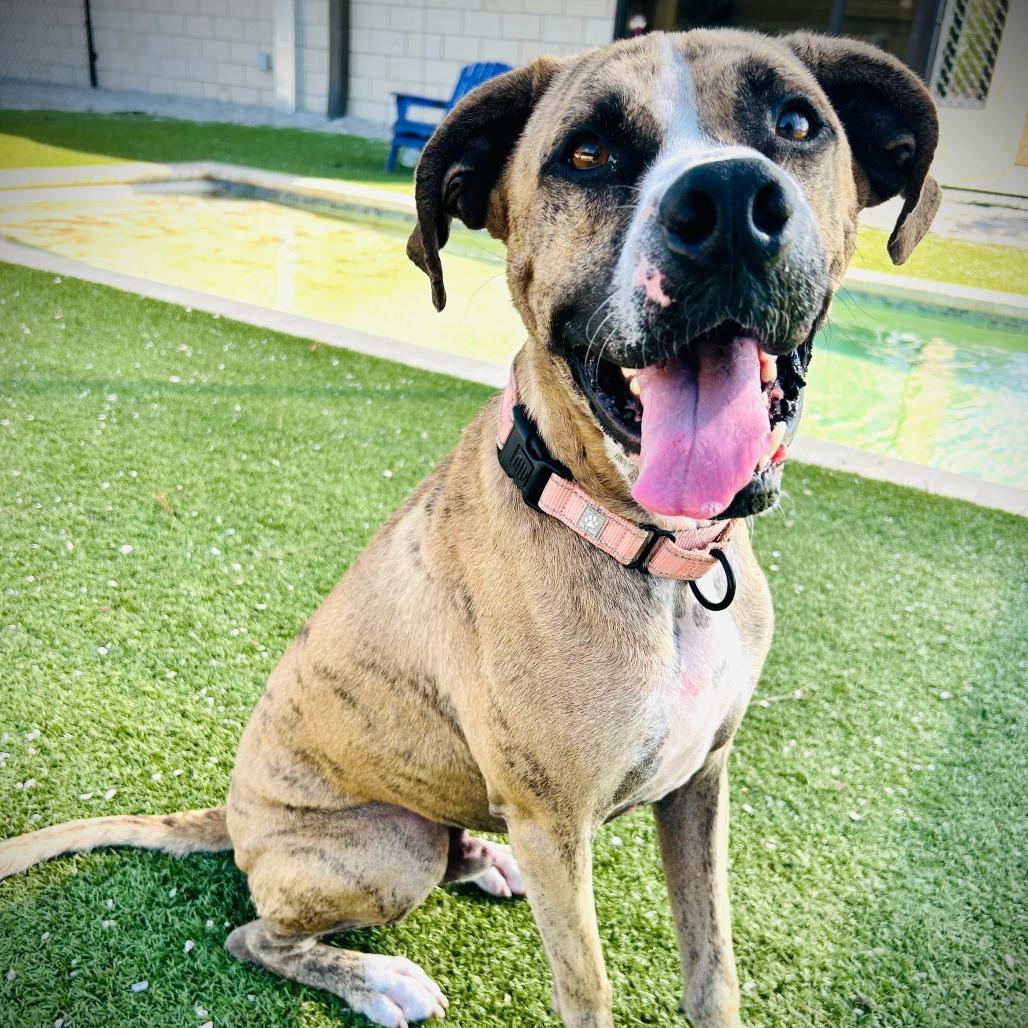 Enlarge Tucker, a Adoptable mixed breed in Englewood, FL image 5/6