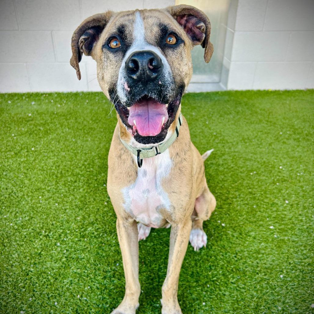 Enlarge Tucker, a Adoptable mixed breed in Englewood, FL image 6/6