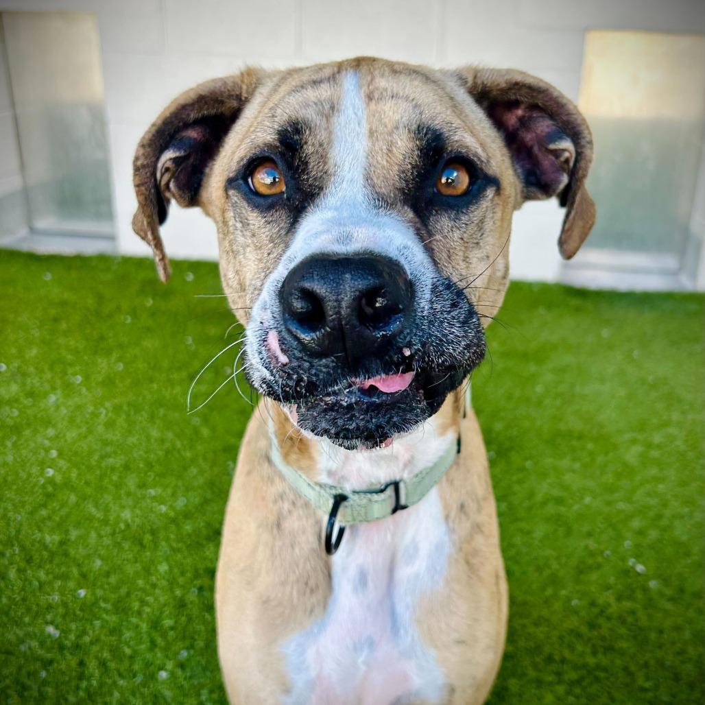 Enlarge Tucker, a Adoptable mixed breed in Englewood, FL image 6/6