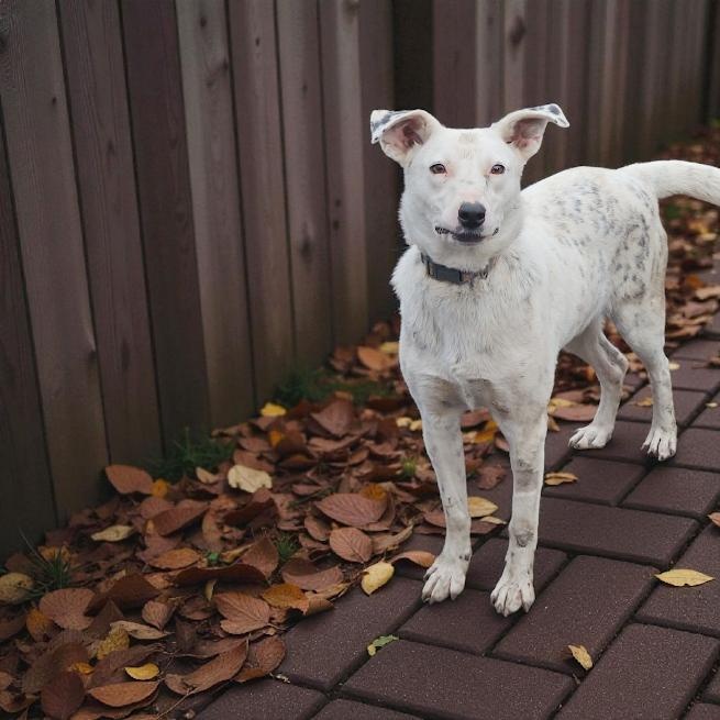 Pepper, a Adoptable mixed breed in Watertown, SD image 2/6