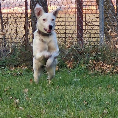 Pepper, a Adoptable mixed breed in Watertown, SD image 6/6