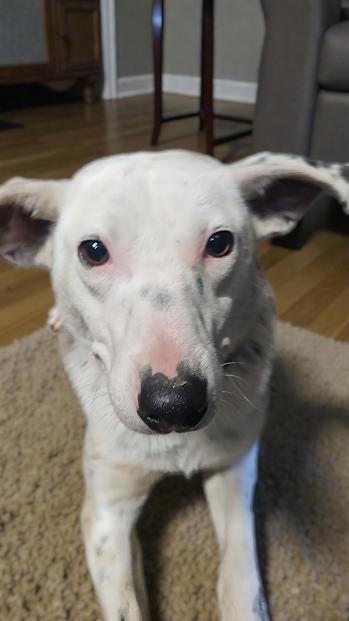 Pepper, a Adoptable mixed breed in Watertown, SD image 1/6