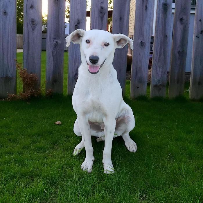 Pepper, a Adoptable mixed breed in Watertown, SD image 3/6