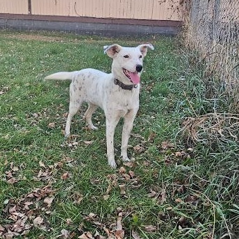Pepper, a Adoptable mixed breed in Watertown, SD image 5/6