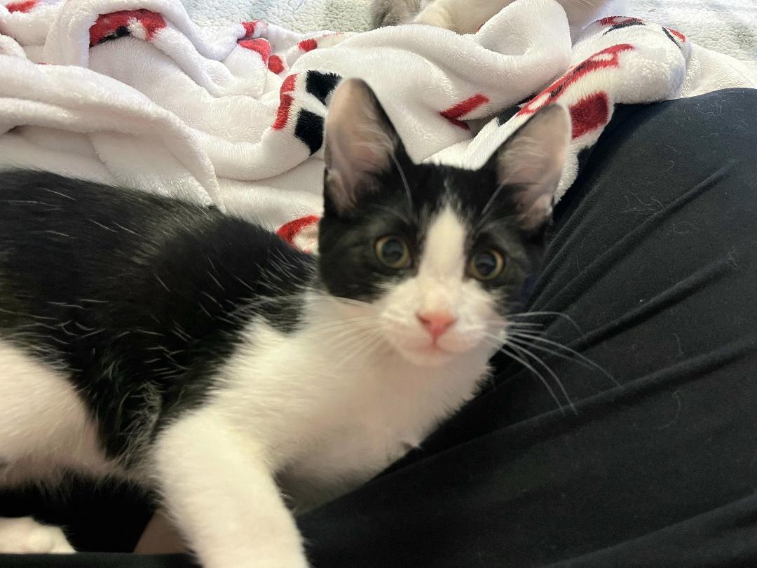 Jake, ADOPTABLE, Kitten Male Domestic Short Hair.