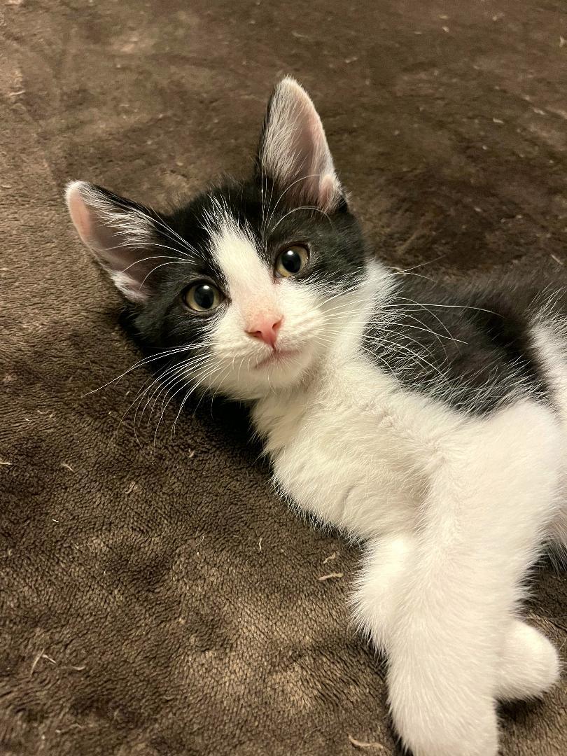Enlarge Jake, a ADOPTABLE Domestic Short Hair in Kirkland, WA image 2/2