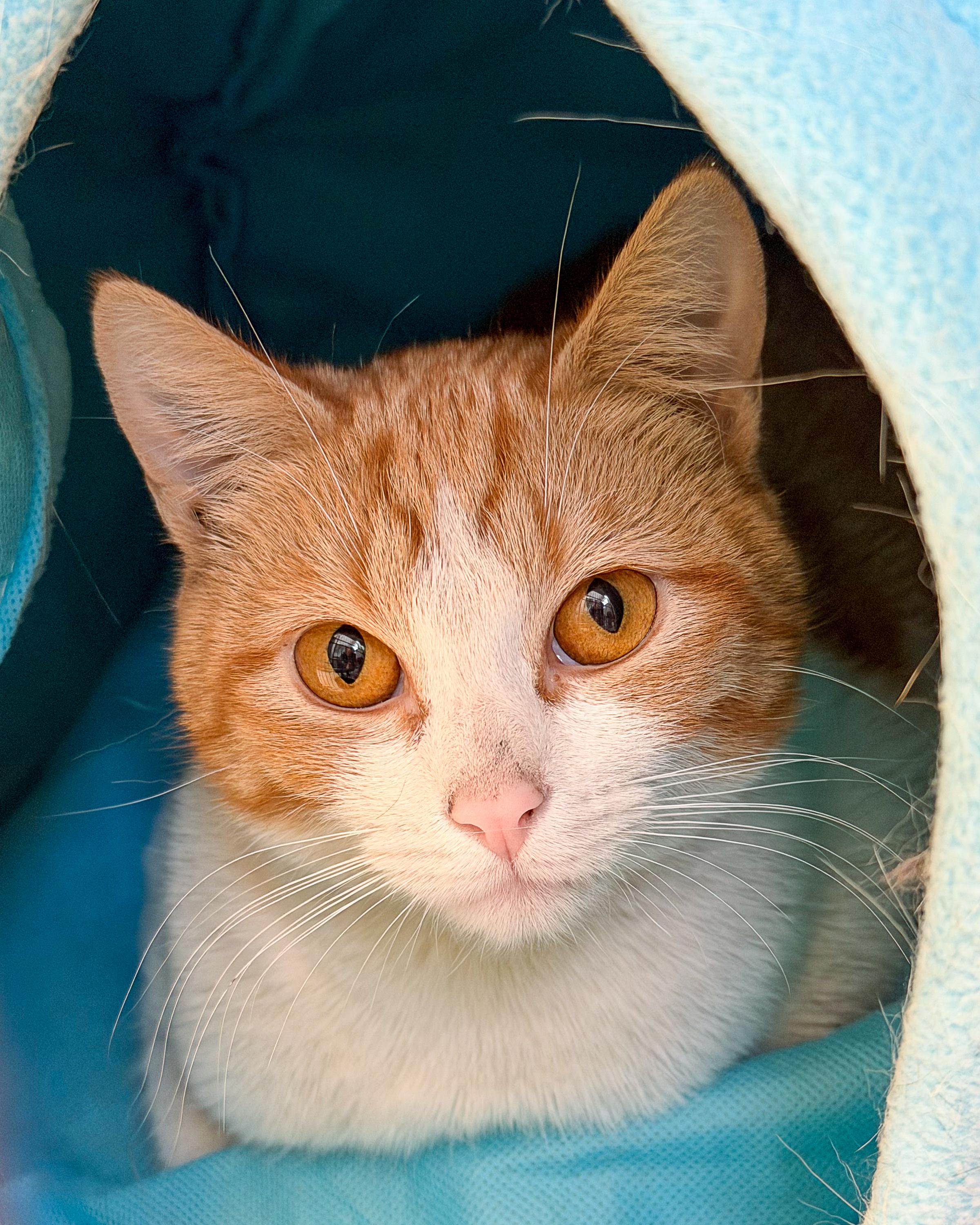 Enlarge Chicky, a Adoptable American Shorthair in Scituate, MA image 1/1