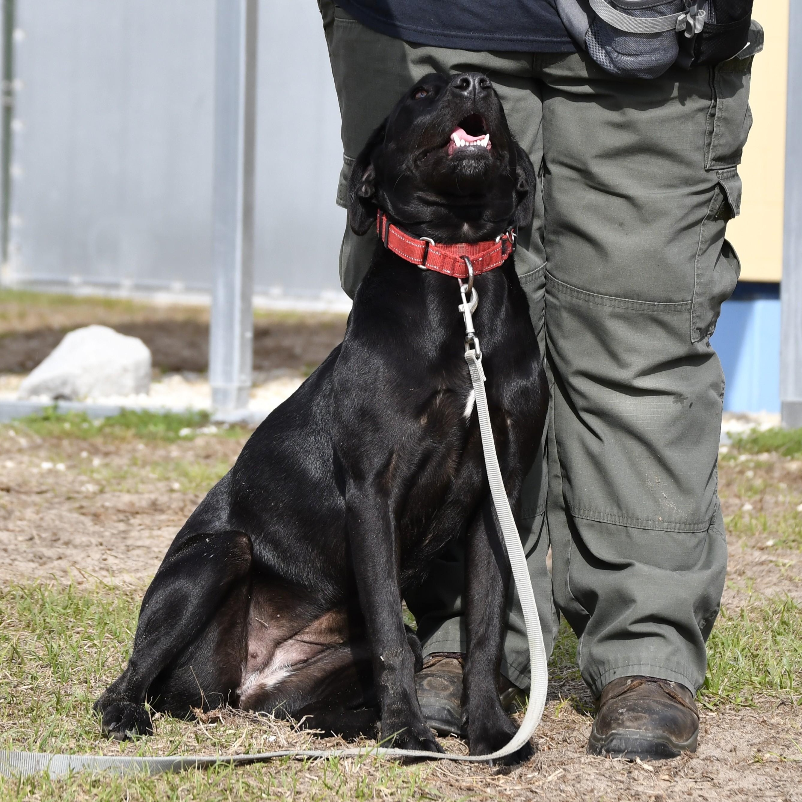 Enlarge Sue, a ADOPTABLE mixed breed in Defuniak Springs, FL image 2/2