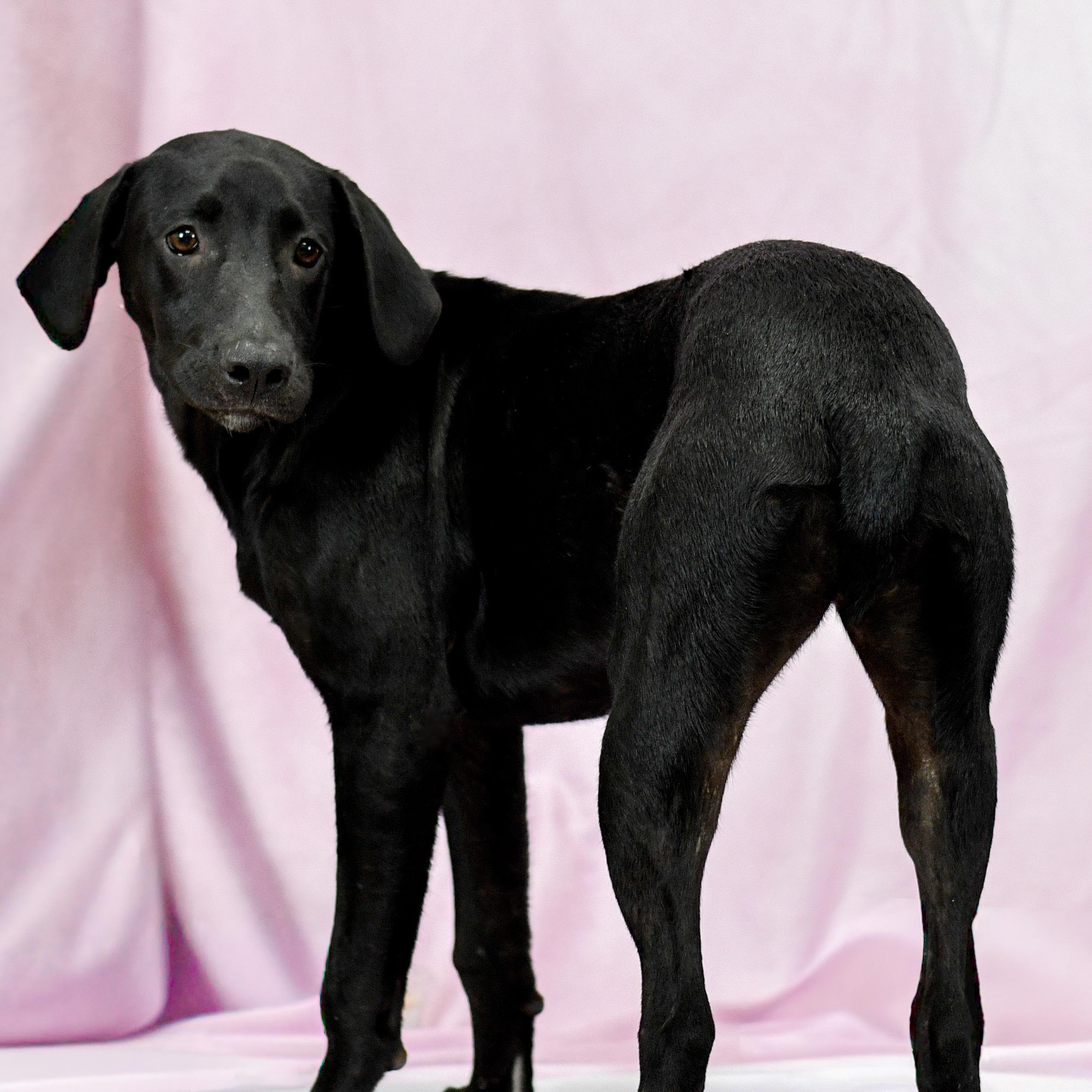 Sue, ADOPTABLE, Adult Female Black Labrador Retriever.