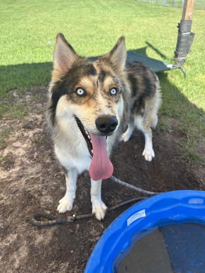 Rowdy, Adoptable, Adult Male Mixed Breed & Mixed Breed.