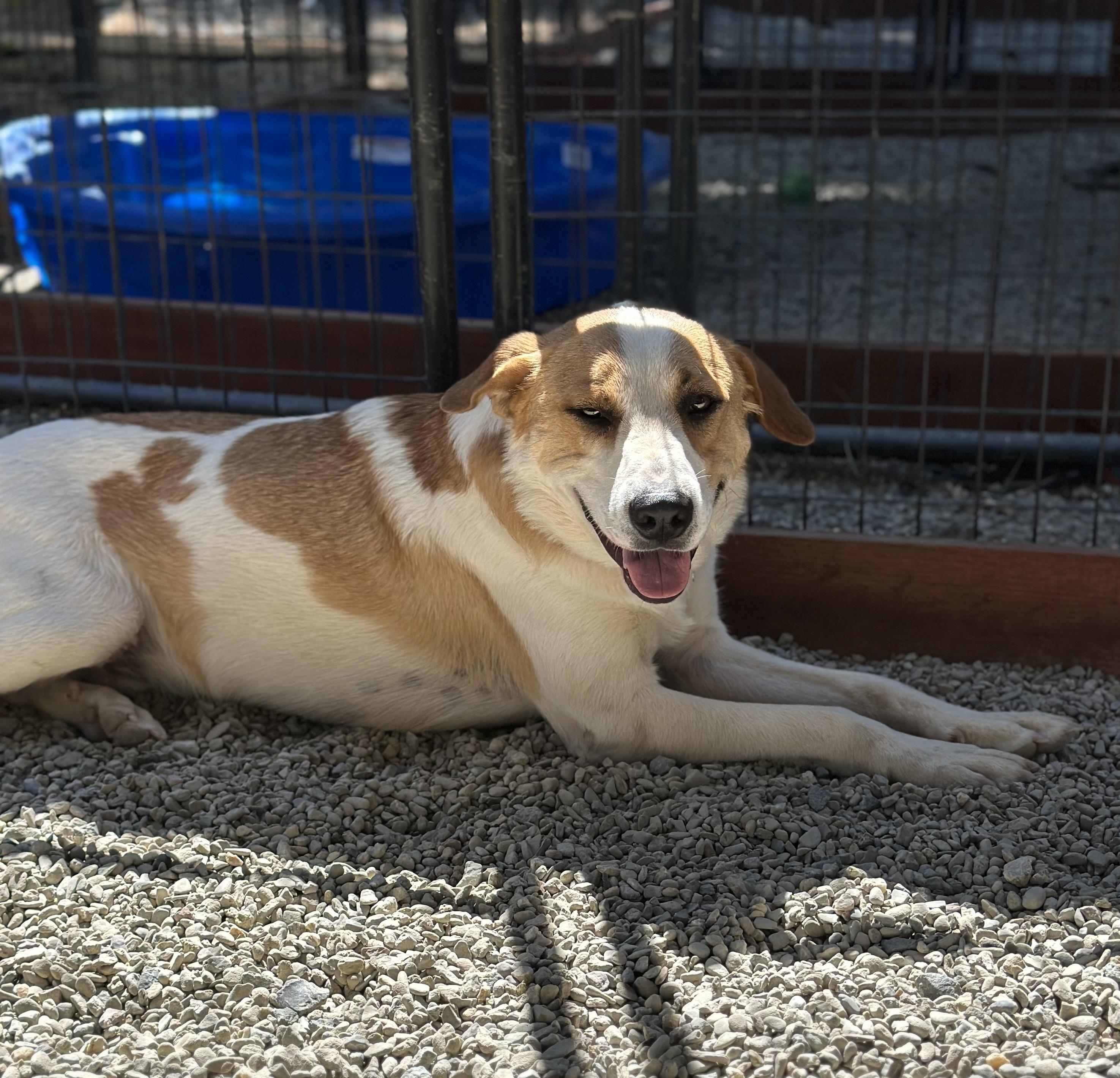 Baccarat 0124, an adoptable McNab, Great Pyrenees in Sonora, CA, 95370 | Photo Image 2