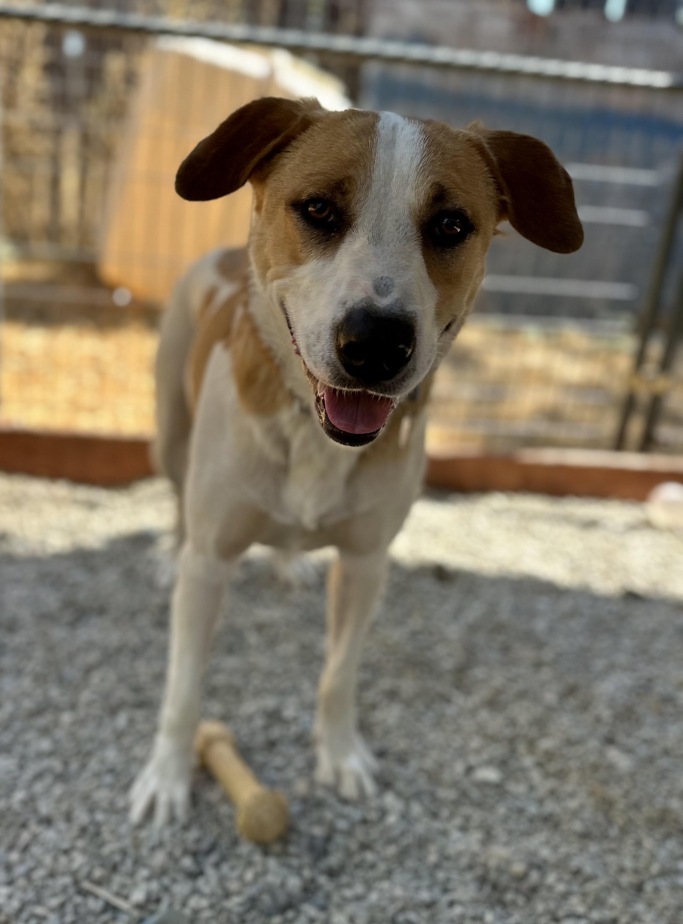 Baccarat 0124, a Adoptable mixed breed in Sonora, CA image 4/6