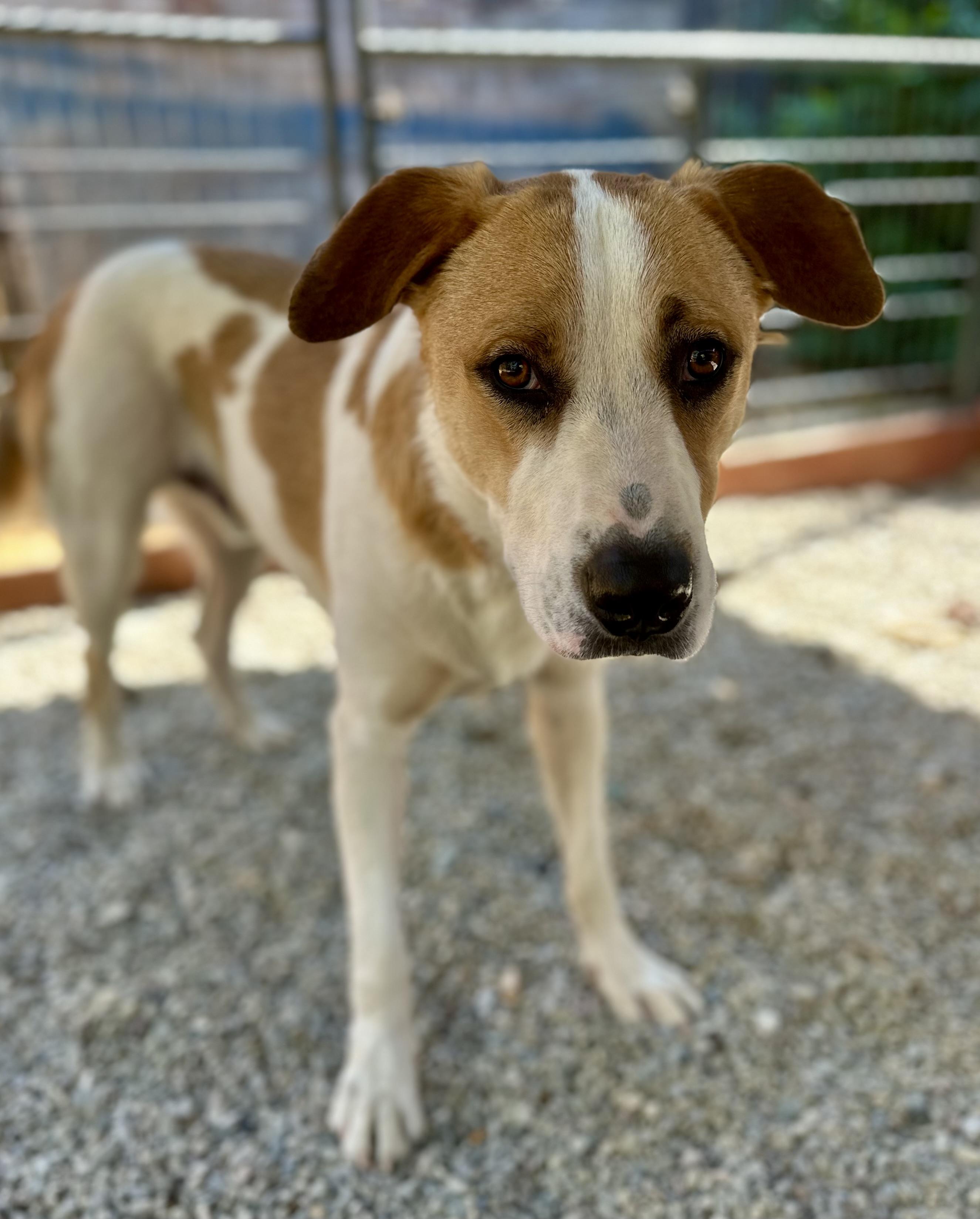 Baccarat 0124, a Adoptable mixed breed in Sonora, CA image 5/6