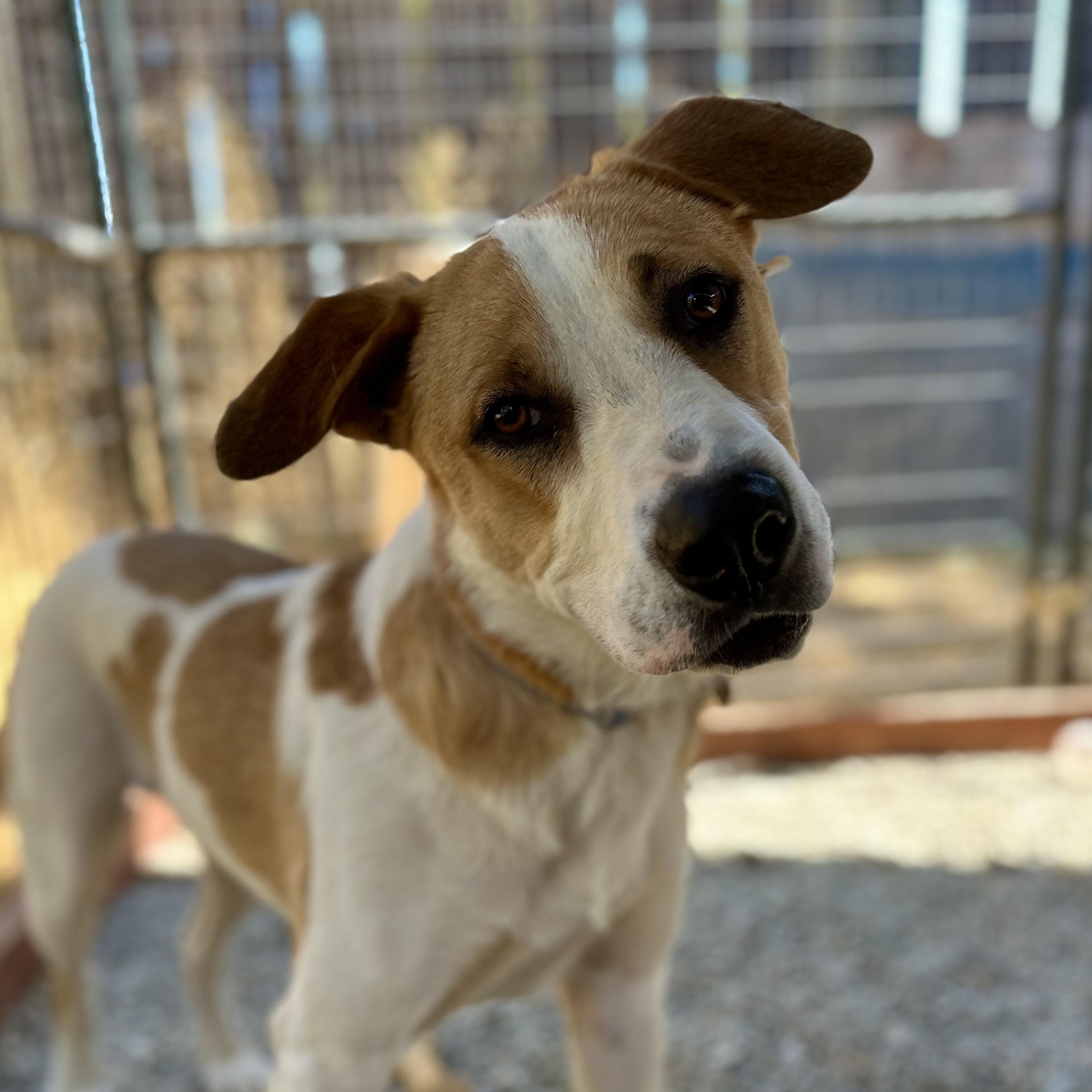 Baccarat 0124, Adoptable, Young Male McNab & Great Pyrenees.