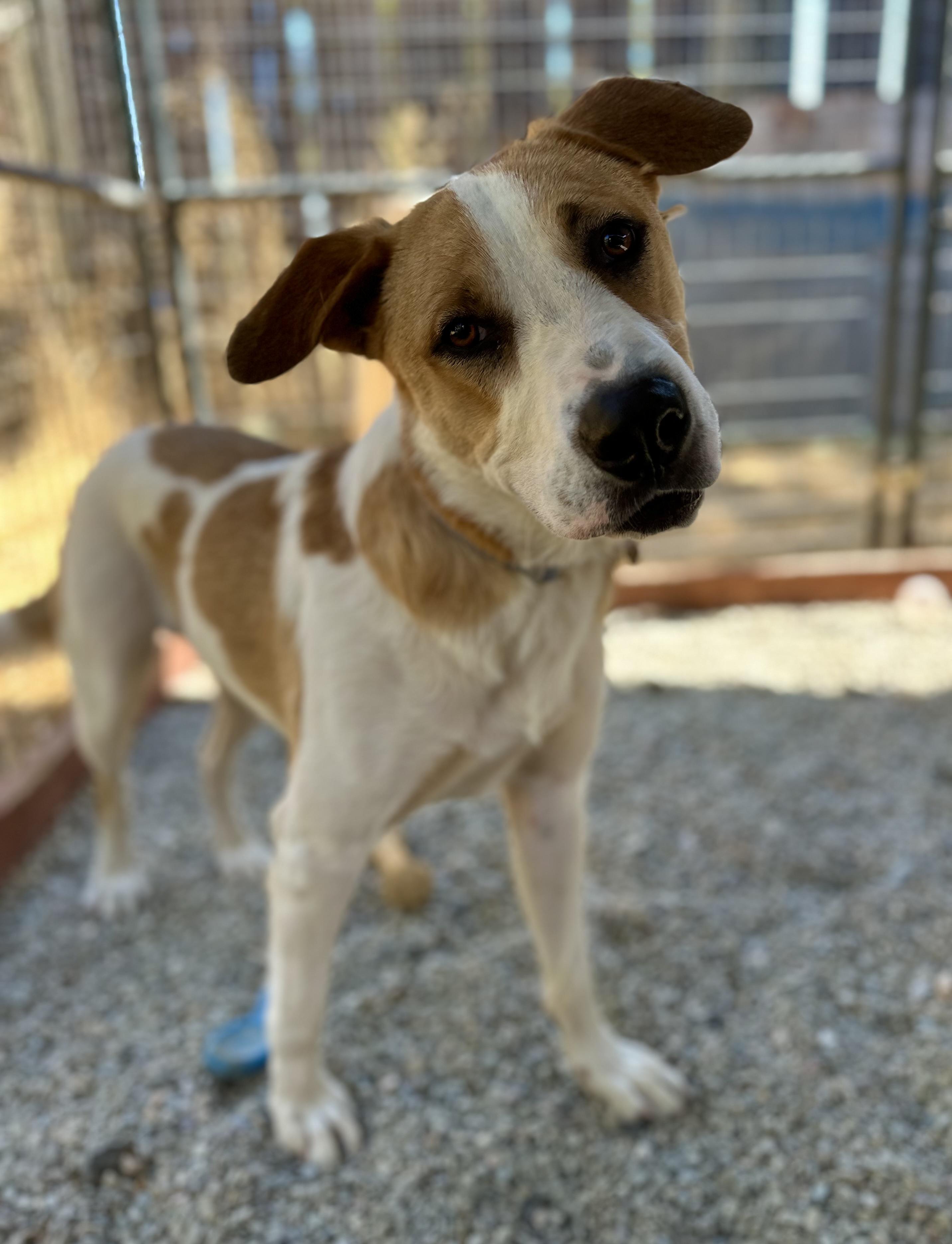 Baccarat 0124, an adoptable McNab, Great Pyrenees in Sonora, CA, 95370 | Photo Image 5