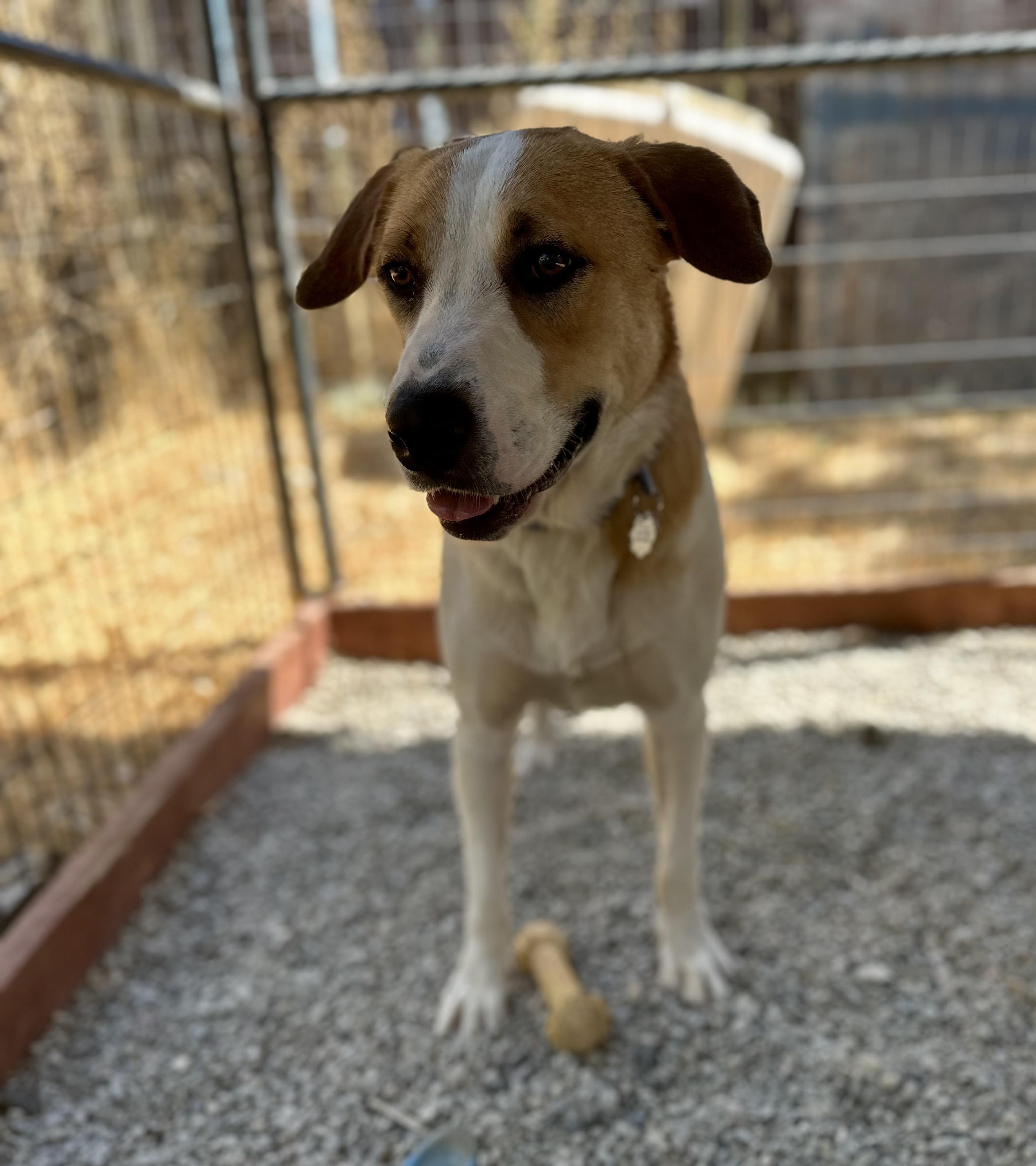 Baccarat 0124, an adoptable McNab, Great Pyrenees in Sonora, CA, 95370 | Photo Image 6
