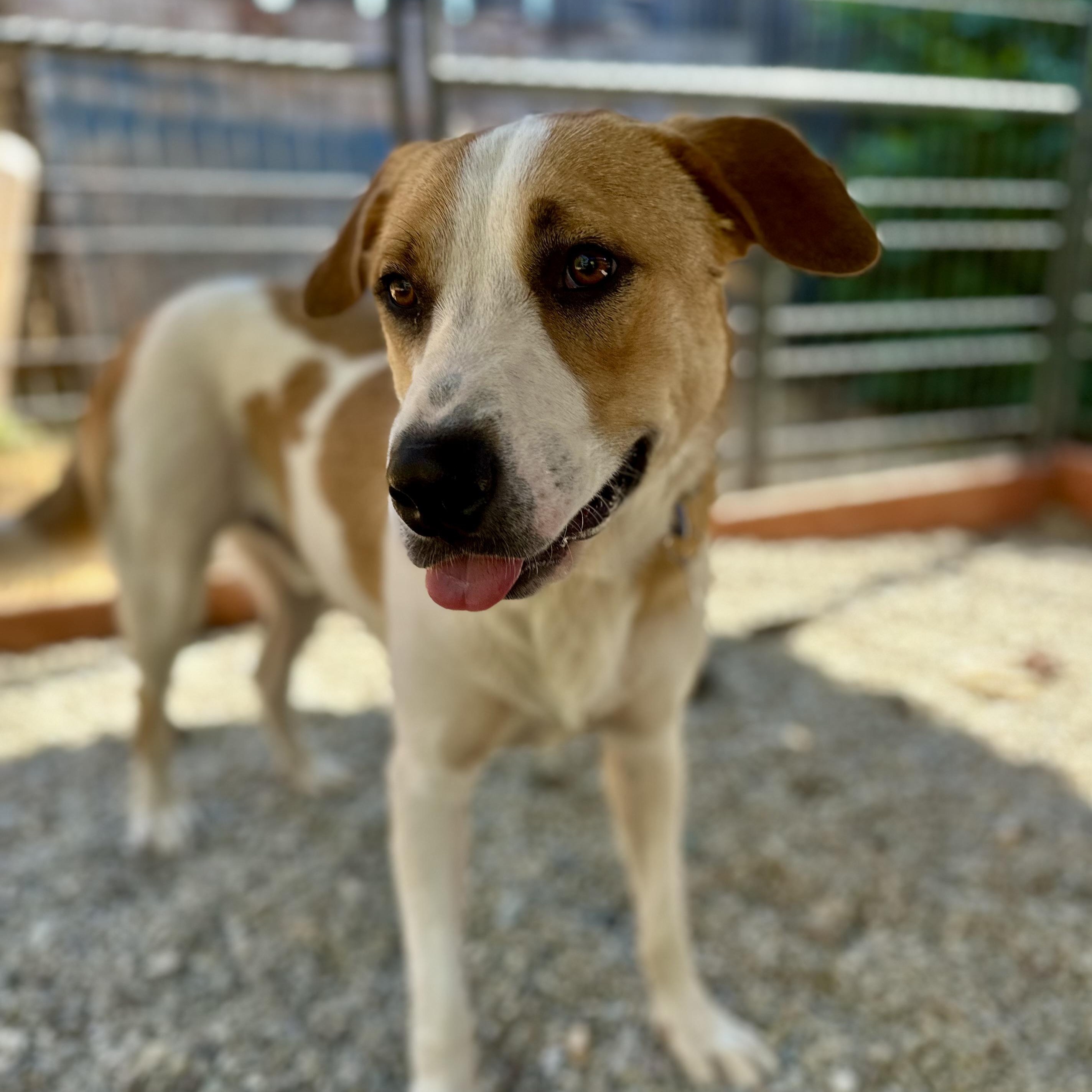 Baccarat 0124, an adoptable McNab, Great Pyrenees in Sonora, CA, 95370 | Photo Image 1