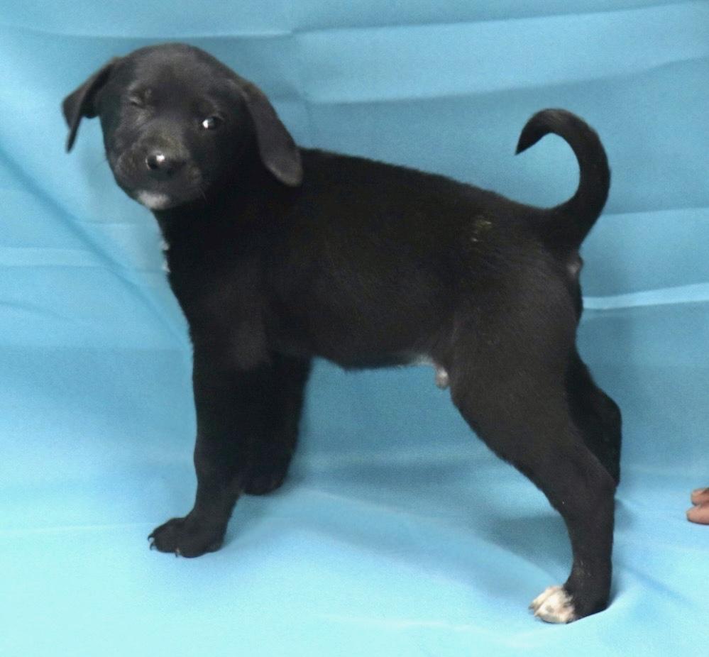 Mick, an adopted Labrador Retriever in Manchester, CT image 2/2