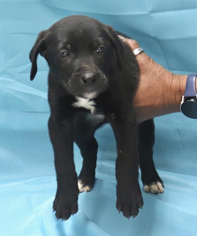 Mick, an adopted Labrador Retriever in Manchester, CT image 1/2