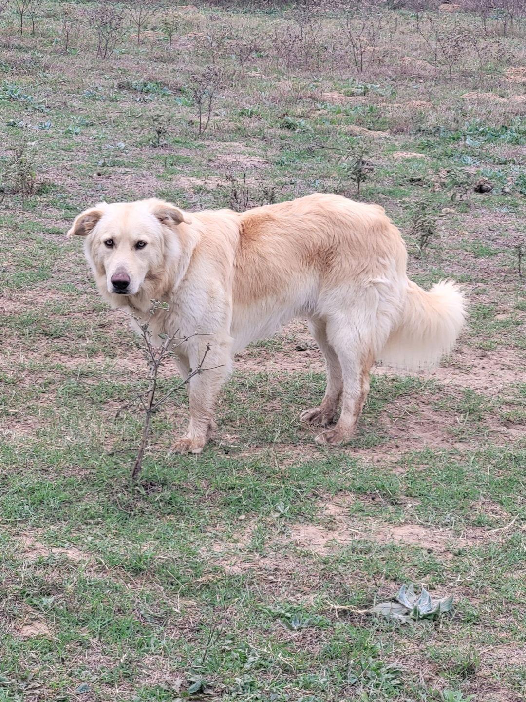 Enlarge Freddie, a Adoptable Golden Retriever in Dallas, TX image 2/3