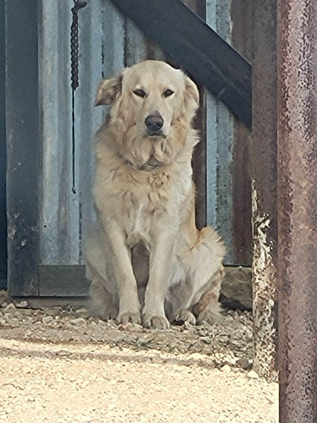 Enlarge Freddie, a Adoptable Golden Retriever in Dallas, TX image 3/3