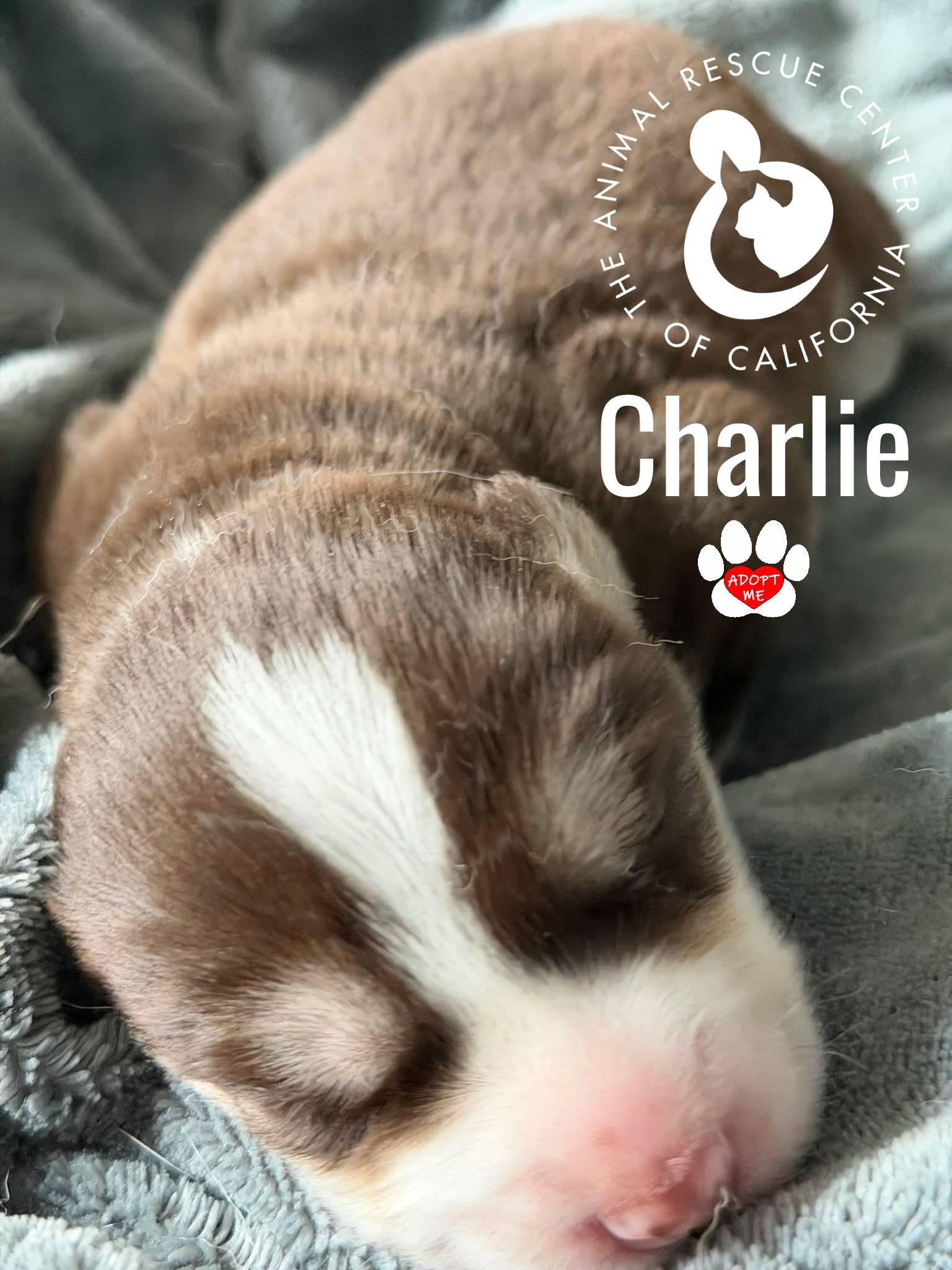 Charlie, a Adoptable Siberian Husky in Coachella, CA image 4/6