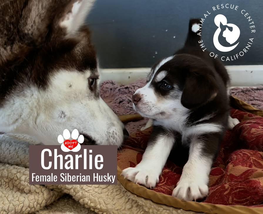 Enlarge Charlie, a Adoptable Siberian Husky in Coachella, CA image 3/6