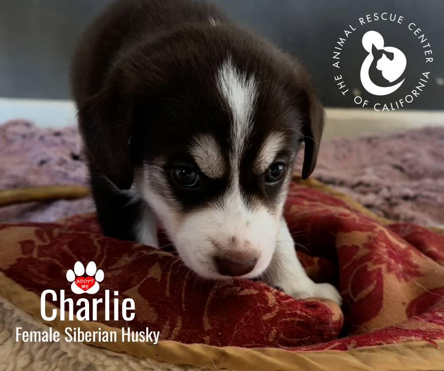 Charlie, Adoptable, Puppy Female Siberian Husky.