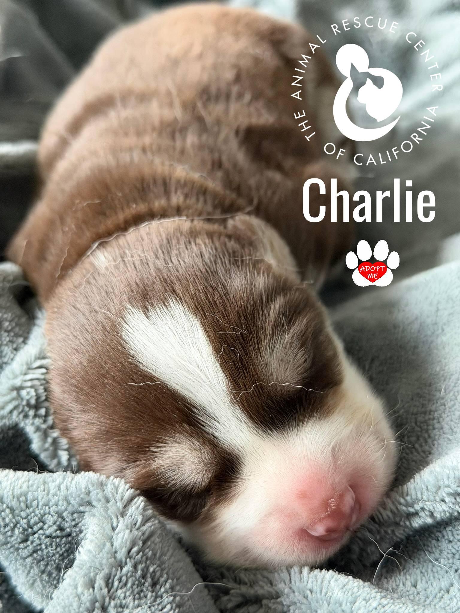 Charlie, a Adoptable Siberian Husky in Coachella, CA image 5/6