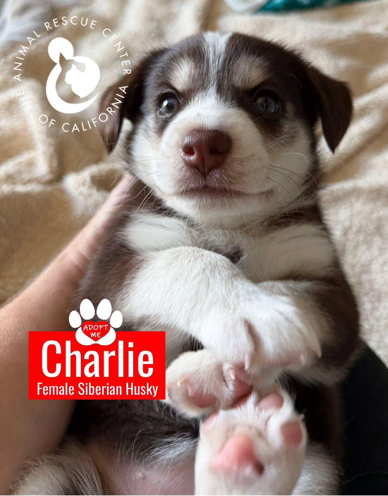 Enlarge Charlie, a Adoptable Siberian Husky in Coachella, CA image 2/6