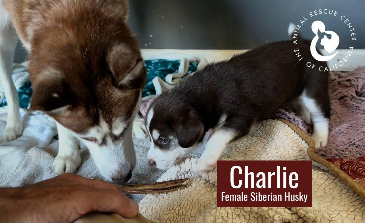 Enlarge Charlie, a Adoptable Siberian Husky in Coachella, CA image 5/6