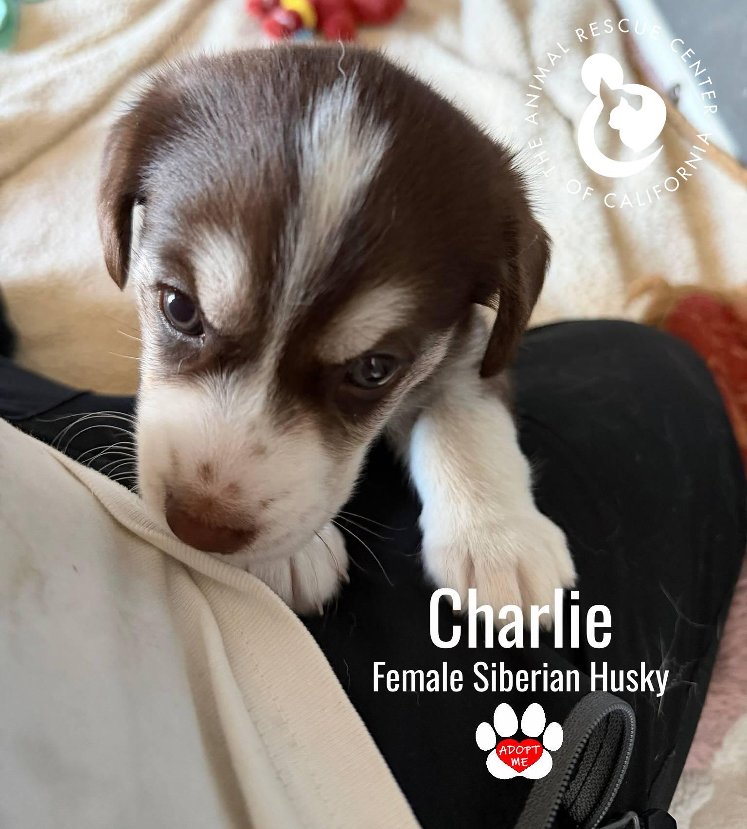 Enlarge Charlie, a Adoptable Siberian Husky in Coachella, CA image 4/6