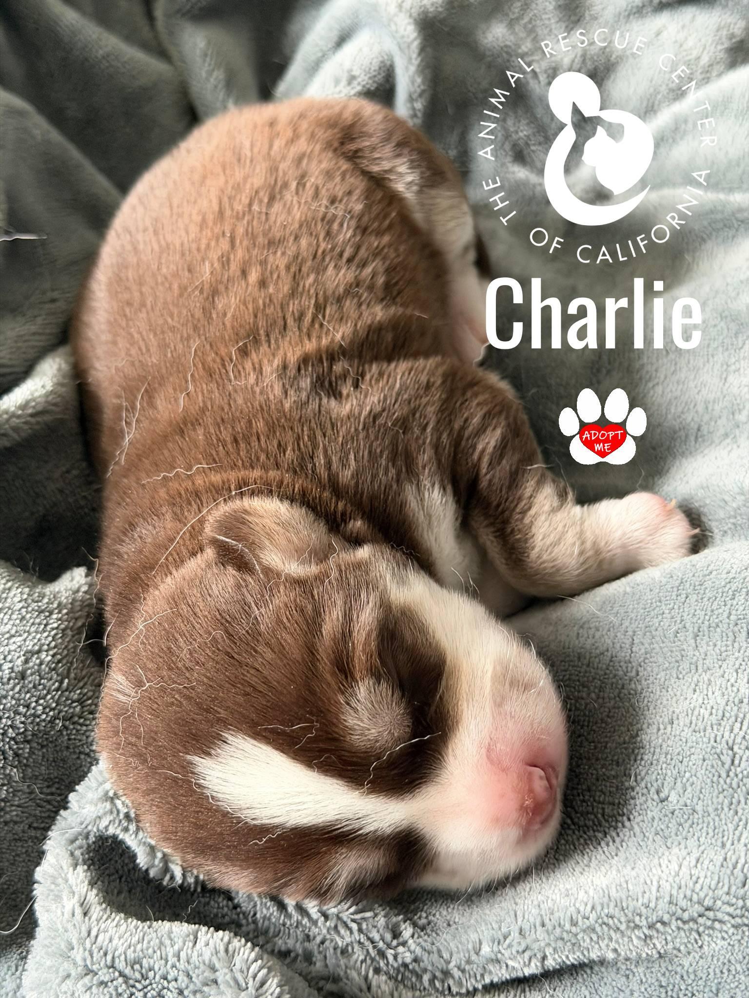 Charlie, a Adoptable Siberian Husky in Coachella, CA image 6/6