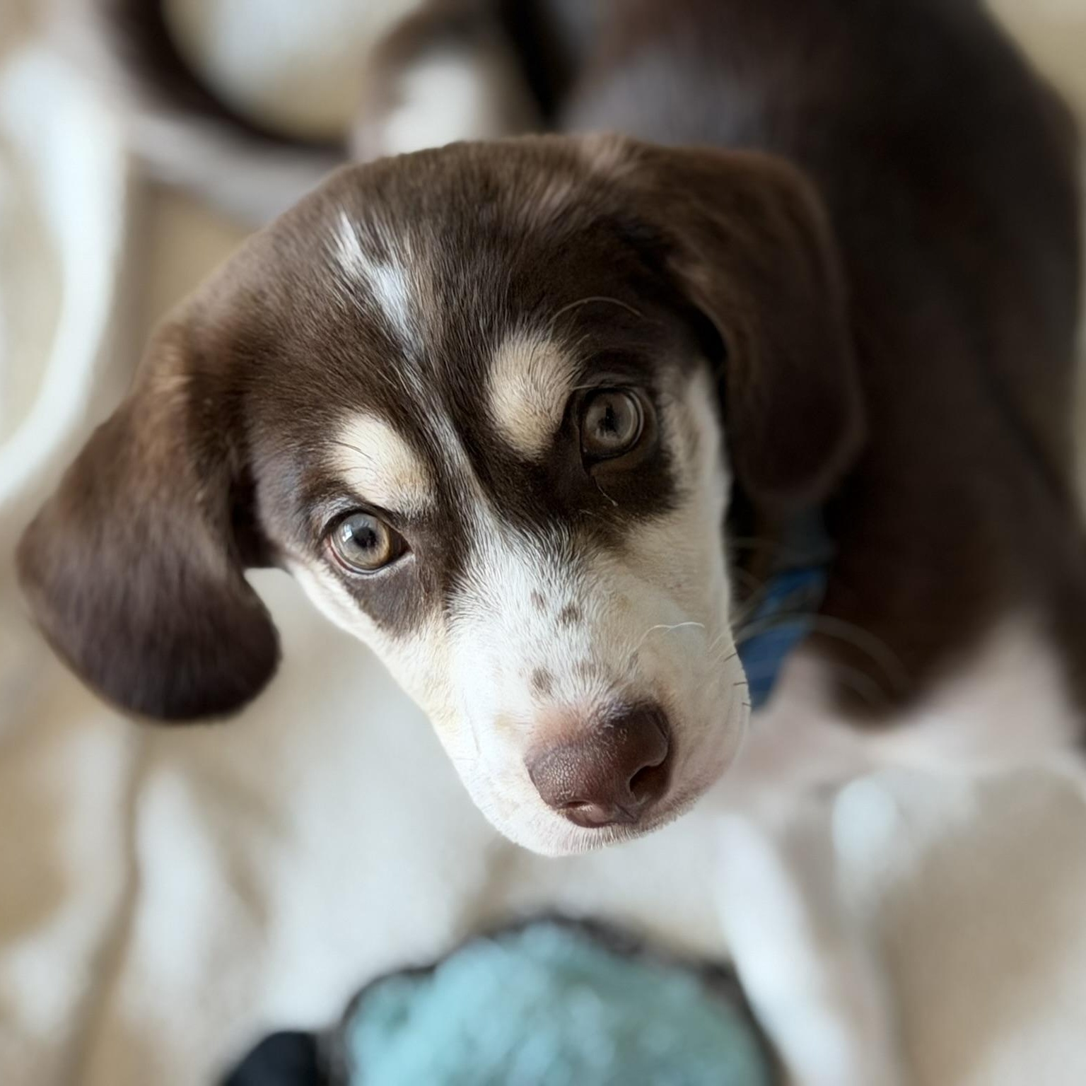 Charlie, a Adoptable mixed breed in Coachella, CA image 2/4