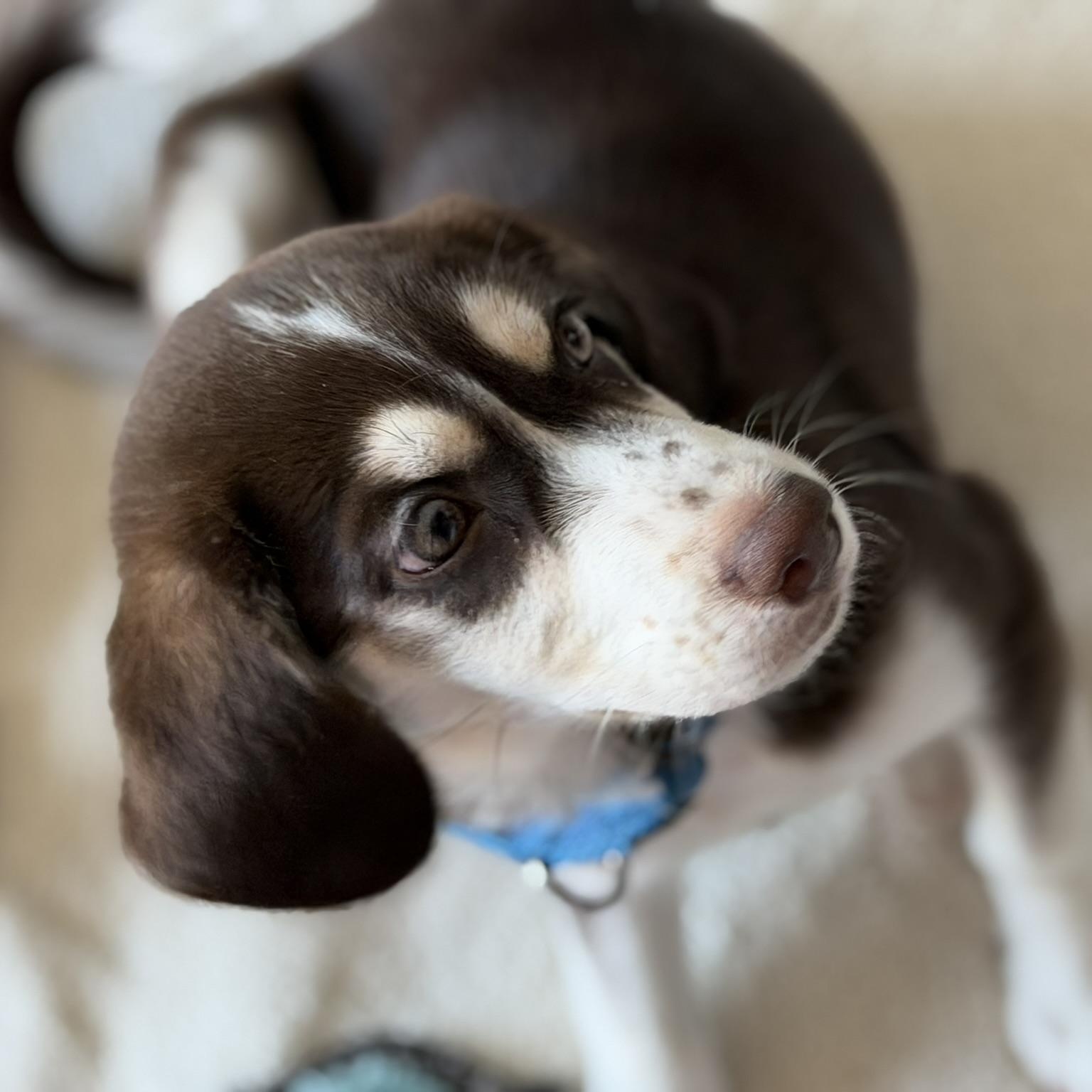 Charlie, a Adoptable mixed breed in Coachella, CA image 3/4