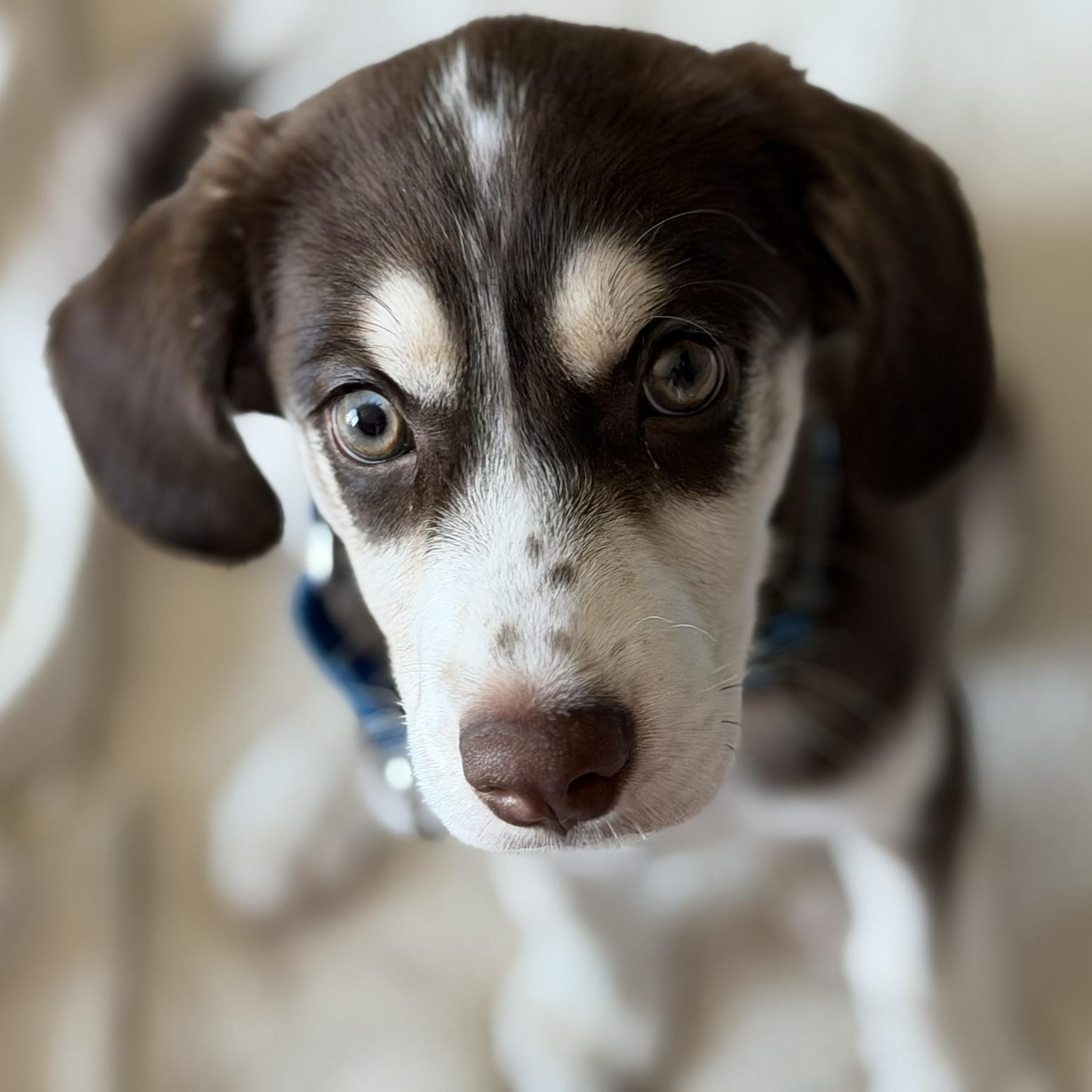 Charlie, a Adoptable mixed breed in Coachella, CA image 1/4