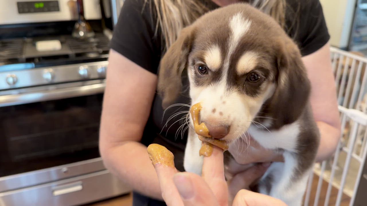 Enlarge Charlie, a Adoptable mixed breed in Coachella, CA video 4/4