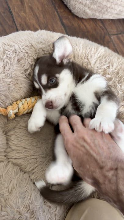 Enlarge Charlie, a Adoptable Siberian Husky in Coachella, CA video 6/6