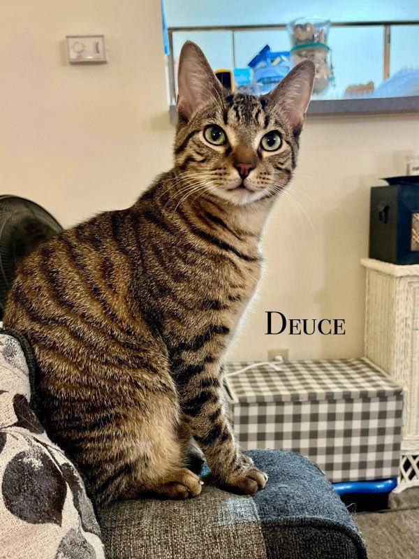 DEUCE, Adoptable, Young Male British Shorthair & American Shorthair.
