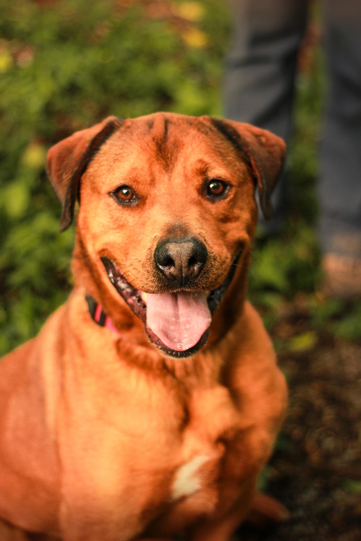 Enlarge Travis, a Adoptable mixed breed in Spencer, IN image 1/1