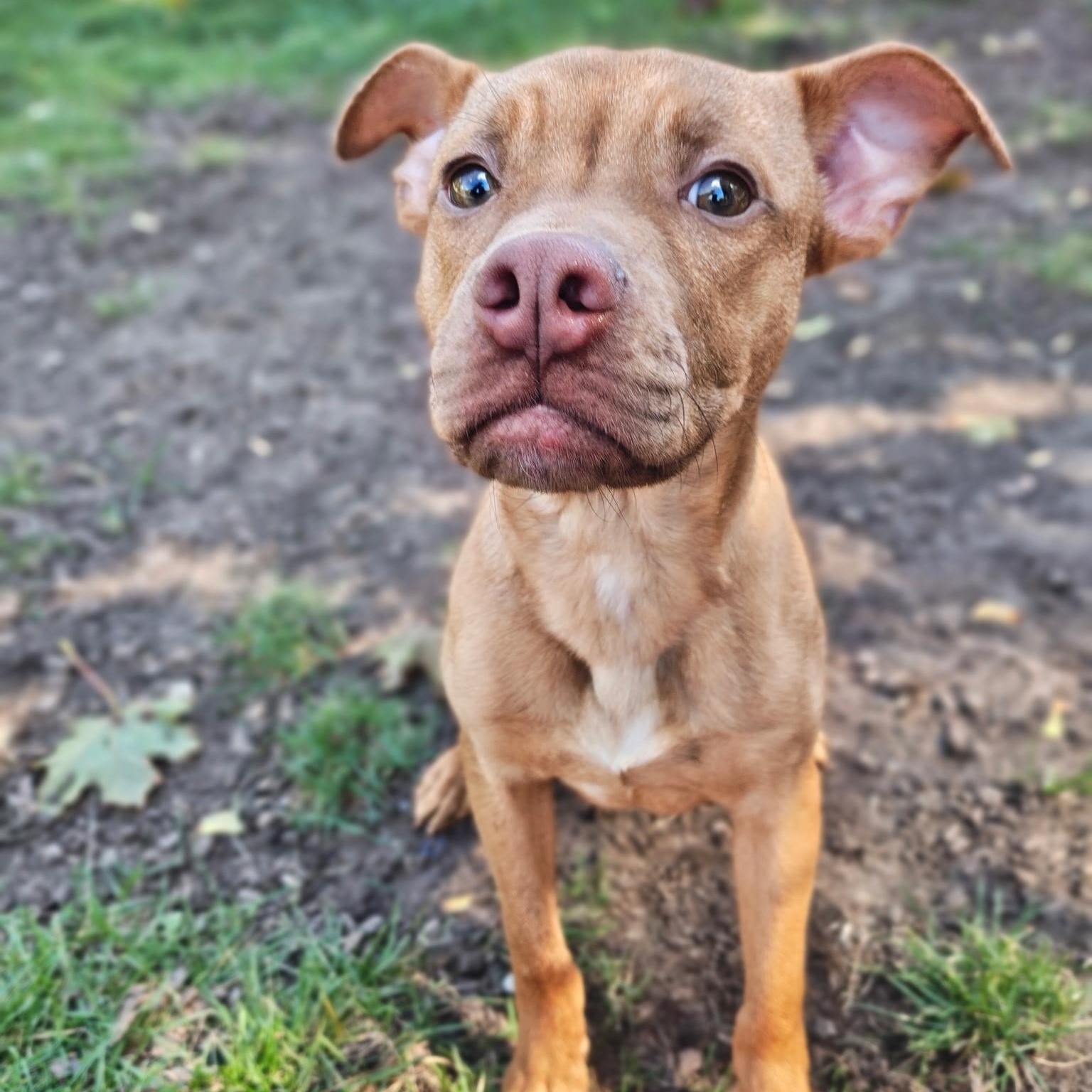 Enlarge JJ, a Adoptable mixed breed in Mount Pleasant, MI image 1/5