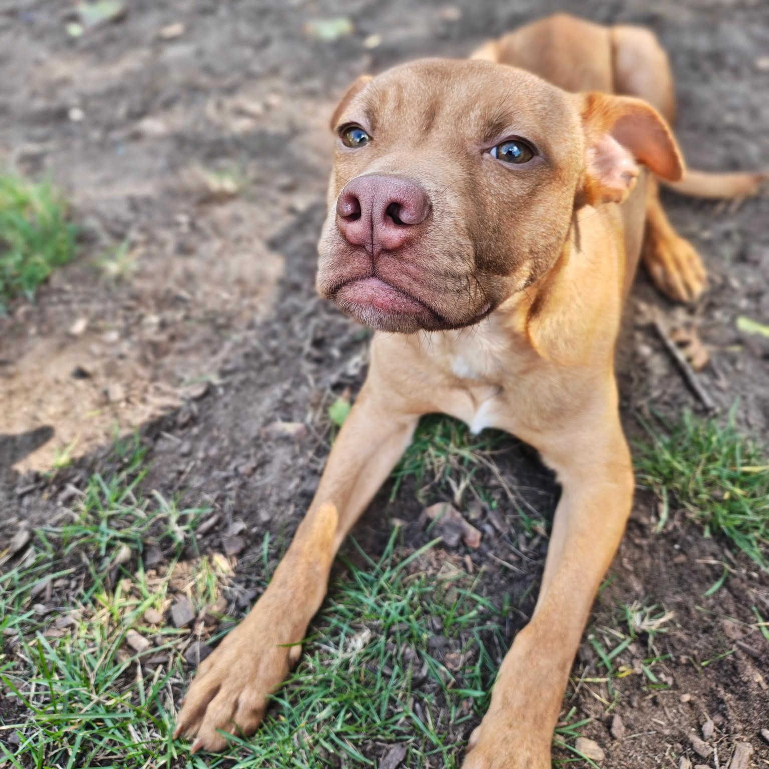 Enlarge JJ, a Adoptable mixed breed in Mount Pleasant, MI image 3/5