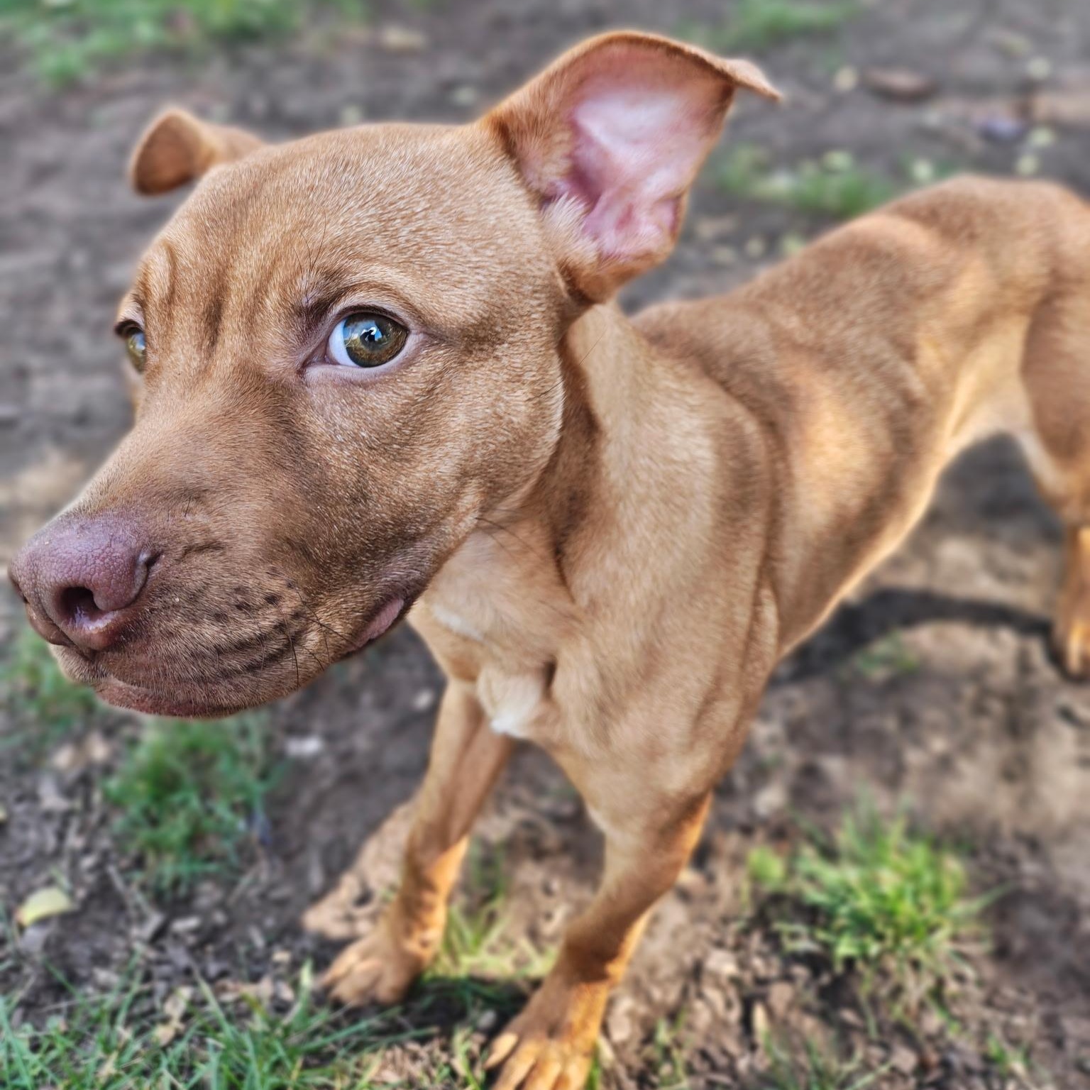 Enlarge JJ, a Adoptable mixed breed in Mount Pleasant, MI image 4/5