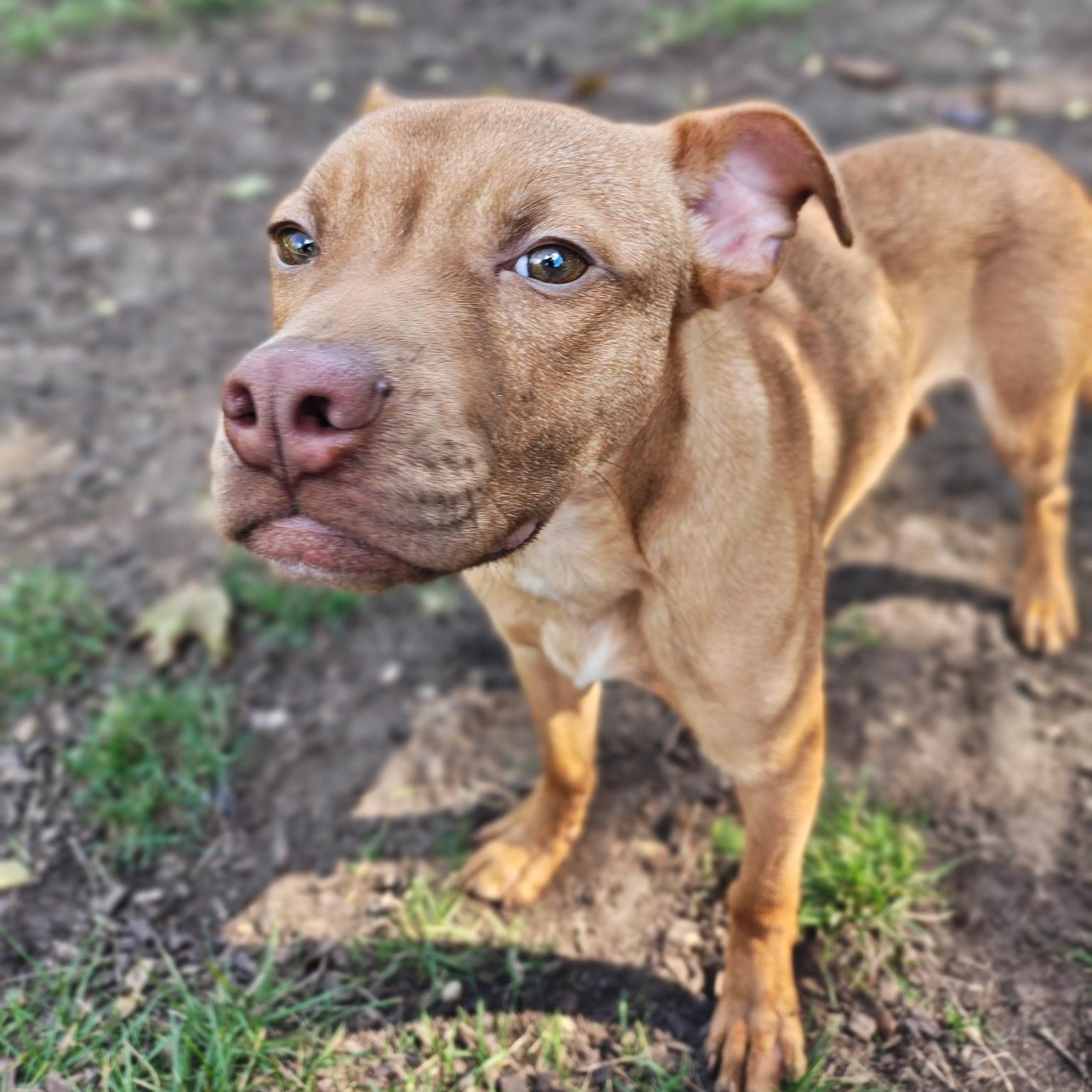 Enlarge JJ, a Adoptable mixed breed in Mount Pleasant, MI image 2/5