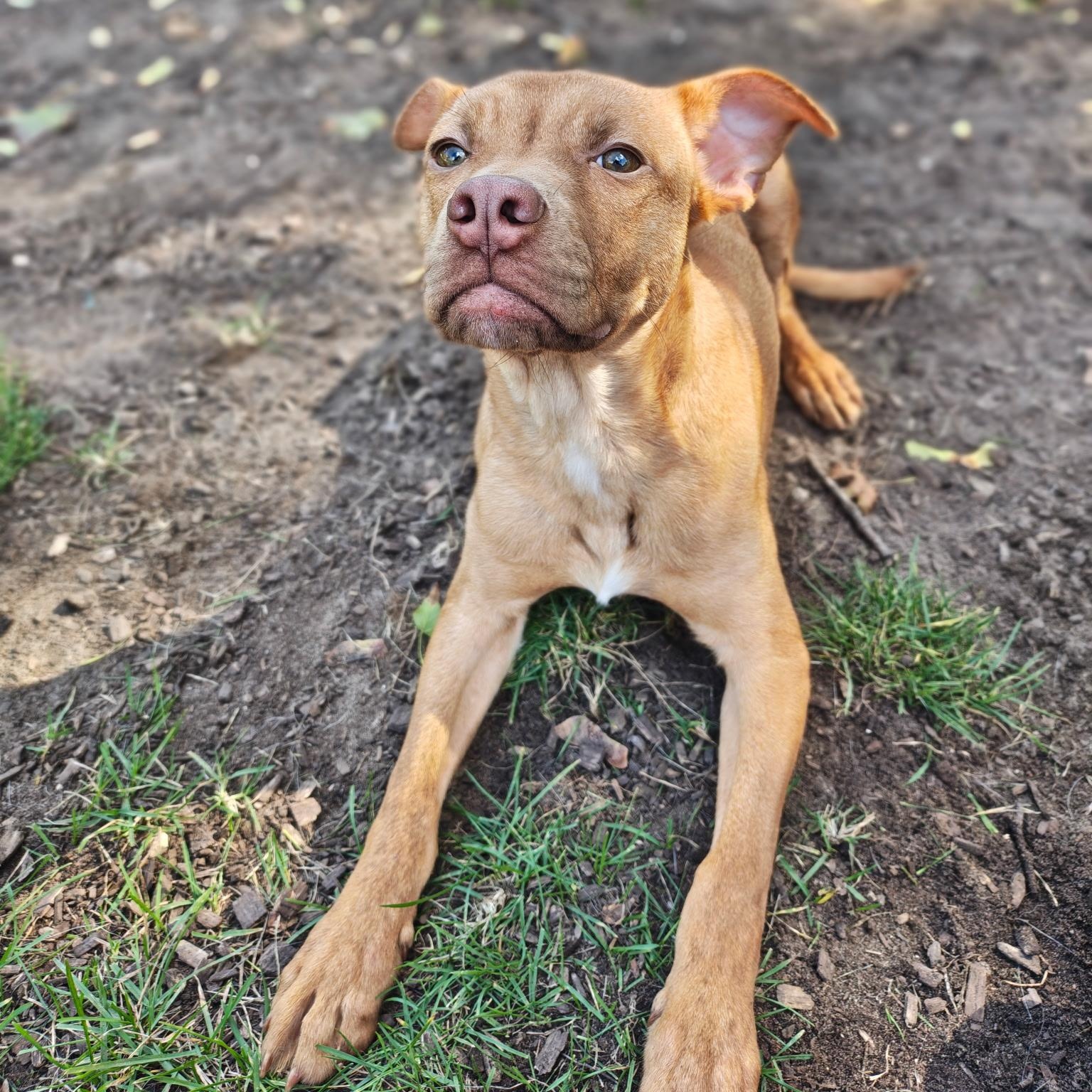 Enlarge JJ, a Adoptable mixed breed in Mount Pleasant, MI image 5/5